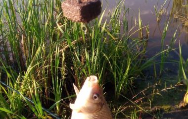 Як вибрати оснастки для продукції Black Gold Organic?