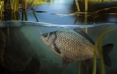 Макуха для риболовлі: вибір професіоналів і новачків