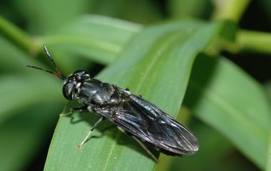 Як ми виробляємо якісний корм завдяки BSF